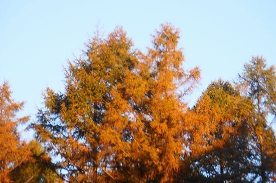 DSC00806.jpg
