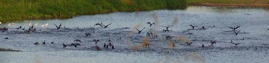DSC02475.jpg