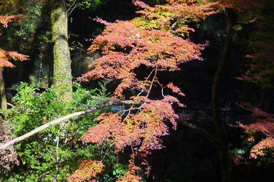 DSC05832.jpg