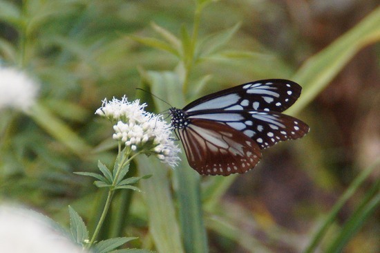 DSC09235.jpg